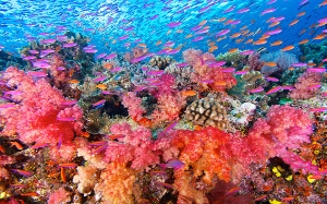 Corals2